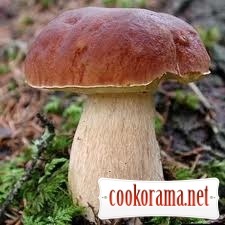 Вся правда і міфи про гриби