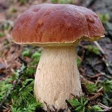 Вся правда и мифы о грибах